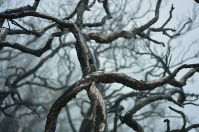 Low angle view of bare tree against sky