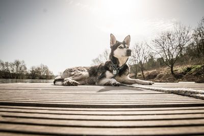 View of dog resting