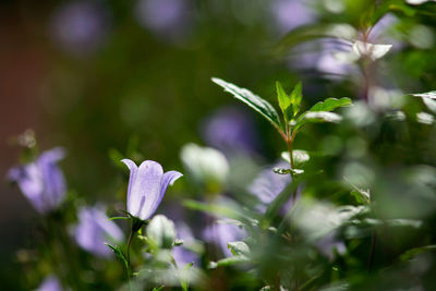 Close-up of purple flowering plant