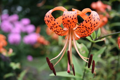 Close-up of tiger lily blooming at park