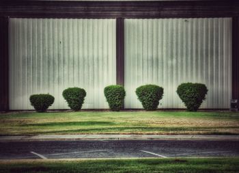 View of trees in garden
