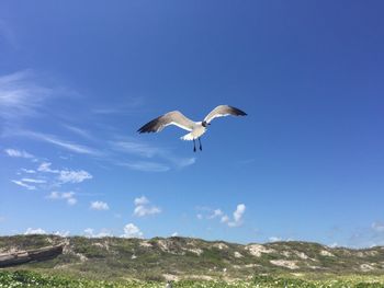 Low angle view of seagulls flying against cloudy sky