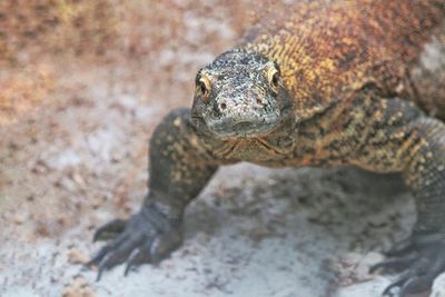 Close-up of lizard