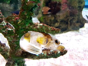 Close-up of fish swimming in sea