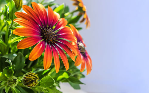 Close-up of orange flower against sky