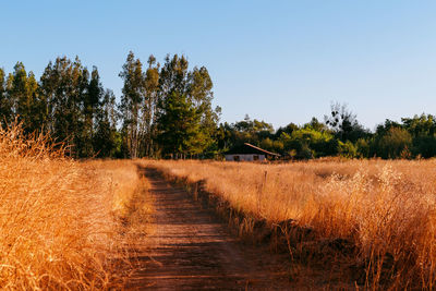 Scenic view of field against clear sky