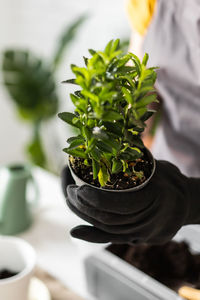 Close-up of potted plant