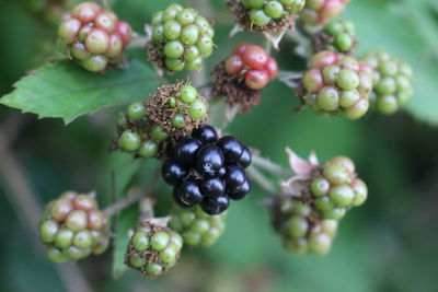Close-up of raw berries against blurred background