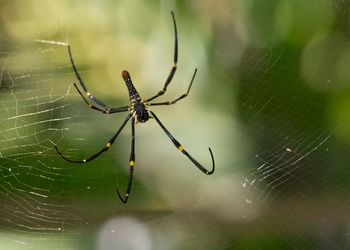 Close-up of spider on web