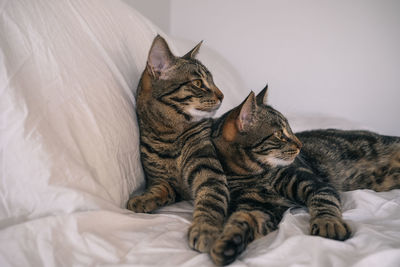 Close-up of cat lying on bed at home