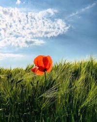 Red poppy flowers growing on field