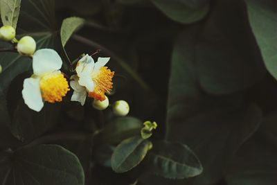 Close-up of flowers