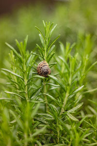 Close-up of snail on grass