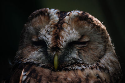 Close-up portrait of owl