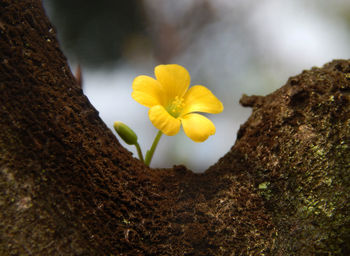 Close-up of yellow flowering plant