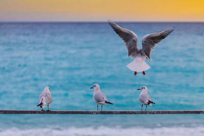 Seagulls flying over sea against sky