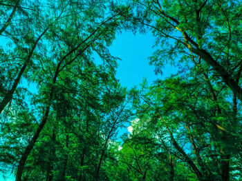 Low angle view of trees against sky