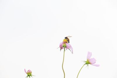 Close-up of insect on pink flower against white background