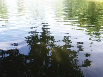 Reflection of trees in lake