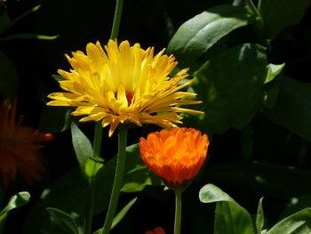 Close-up of yellow flowering plant