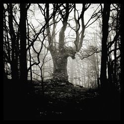 Trees in forest against sky