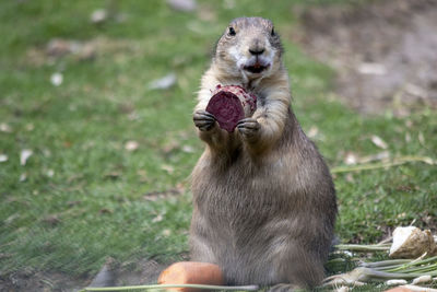 Prairie dog with beetroot