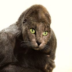 Close-up portrait of a cat against white background