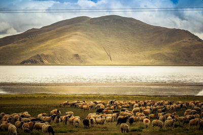 Flock of sheep on a land