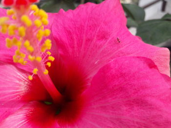 Close-up of pink rose flower