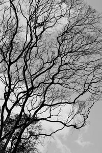 Low angle view of bare trees against sky