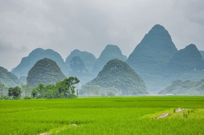 Scenic view of agricultural field against sky