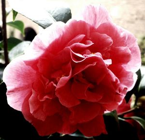 Close-up of pink rose blooming outdoors