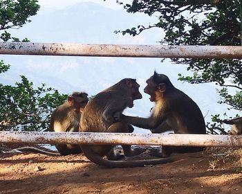 Monkeys sitting in a zoo