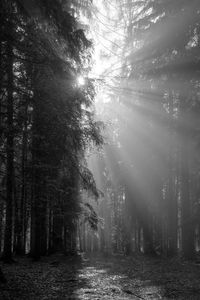 God beams - sun rays n the early morning forest in black and white