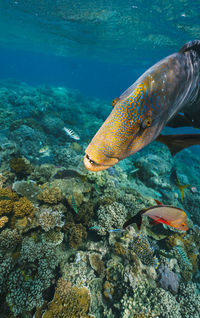 Fish swimming in sea