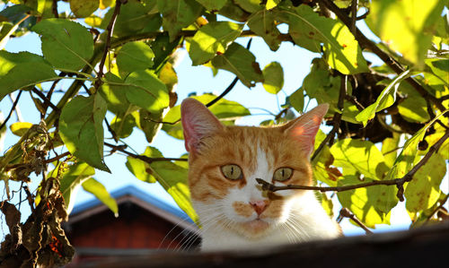 Low angle view of cat on tree