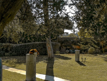 Trees on countryside landscape