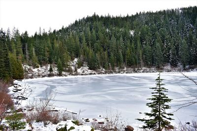 Pine trees in forest during winter