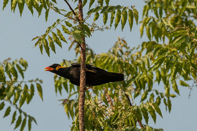 Low angle view of bird perching on branch