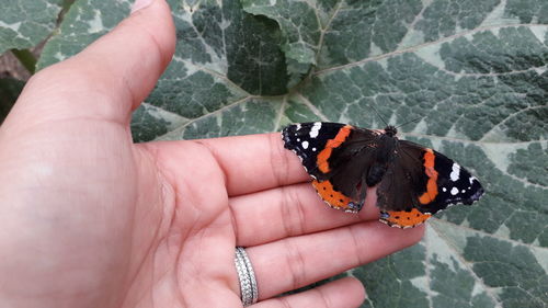 Cropped image of hand holding butterfly