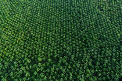 Full frame shot of grass on field