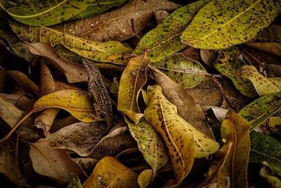 Close-up of leaves on ground