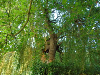 Low angle view of trees hanging in forest