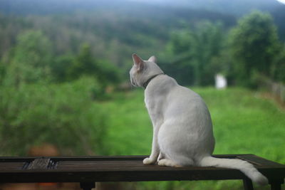 Cat sitting on bench