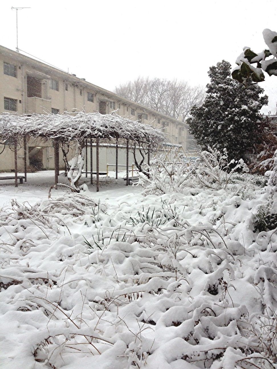 雪,Tokyo