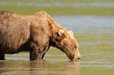 Bear drinking water in lake