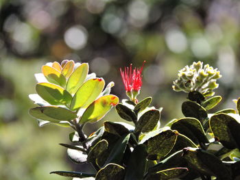 Close-up of flowers blooming outdoors