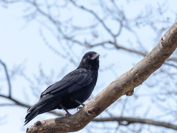 Low angle view of bird perching on branch