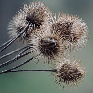 Close-up of dried thistle