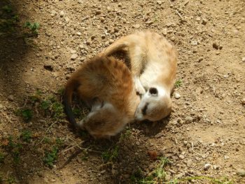 Dog standing on field